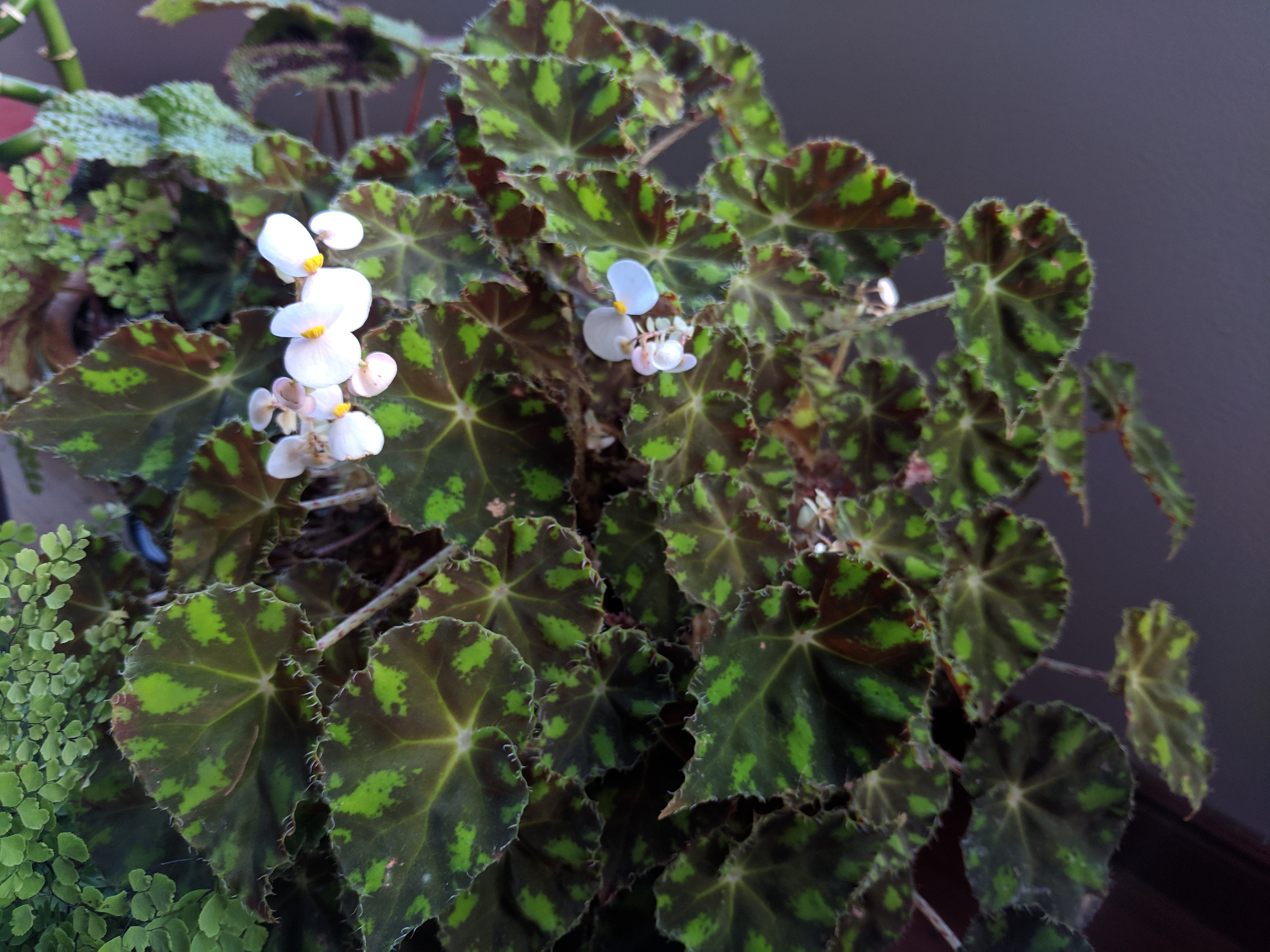 Begonia froggy, January 2019